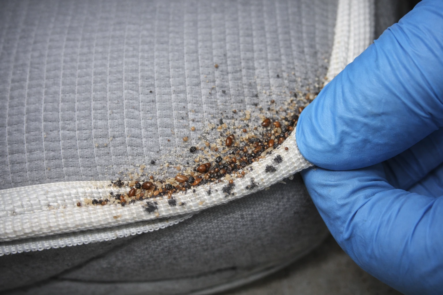 Makos Pest Control – pluskwy na materacu, ślady i jaja przy szwie, zwalczanie pluskiew w mieszkaniu