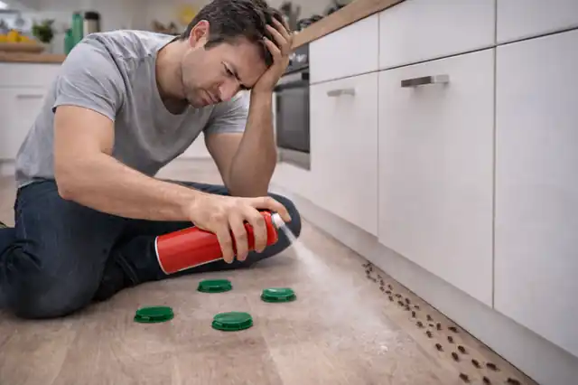 Problem z usuwaniem mrówek domowymi sposobami