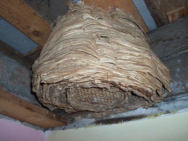 usuwanie gniazda szerszeni przez makos pest control