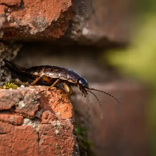 Karaluch wychodzący ze szczeliny w murze – zwalczanie karaluchów Makos Pest Control