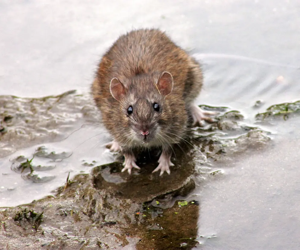 mokry szczurek